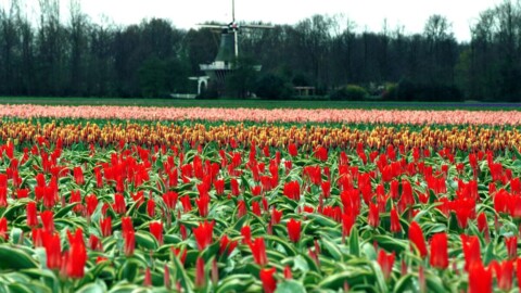 Is Bitcoin the Digital Version of Tulips? Merryn Talks Money